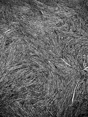 coastal marsh grass at the bank of the river