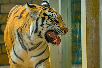 portrait of a bengal tiger