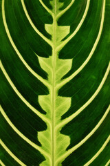 Close up of leaf of green veined tropical 'Maranta Leuconeura Lemon Lime' houseplant
