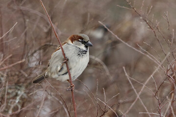 House sparrow (Passer domesticus) male sitting in the bush in winter.