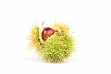 A closeup of Sweet Chestnuts isolated on a white background
