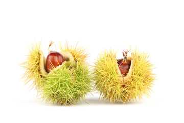 A closeup of Sweet Chestnuts isolated on a white background
