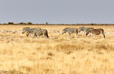 Fototapeta na wymiar A photo of plains zebra
