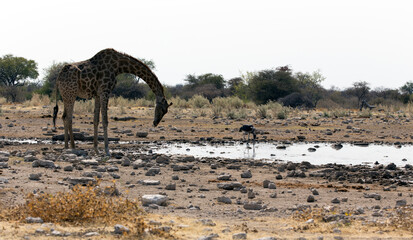 Fototapeta na wymiar Photo of a marabou stork with giraffe