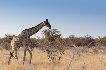 Naklejka na ściany i meble A photo of a walking giraffe