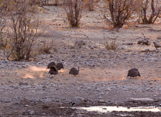 View of helmeted guineafowl birds