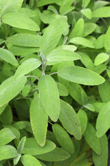 Close-up of Sage growing in a garden
