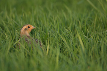 A Partridge hiding in the high grass of a meadow
