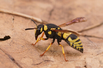 Closeup on a colorful yellow and black potter wasp, Euodynerus dantici sitting on a dried leaf