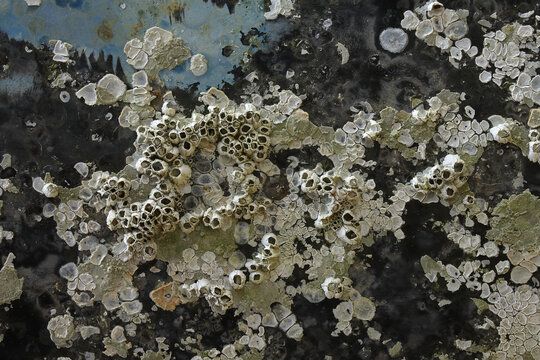 A close-up of an old metal plate covered with barnacles
