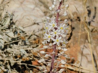 Squill, or Drimia maritima, plant, with white flowers, near the coast of Attica, Greece