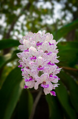 beautiful orchid flower blooming at rainy season