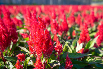 Selective focus of red Cockscomb Field with sunlight