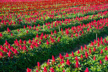 Selective focus of red Cockscomb Field.