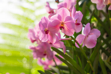 Naklejka na ściany i meble Close up of the pink orchids.