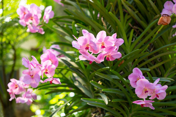 The Purple orchid flower in spring day