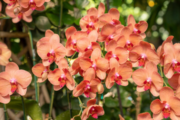 The Orange Phalaenopsis orchid flower blossom in garden
