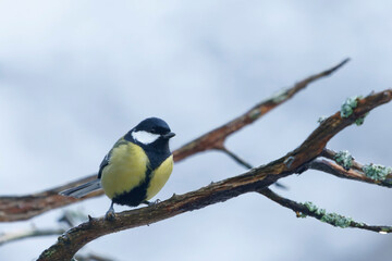 Great Tit (Parus major)