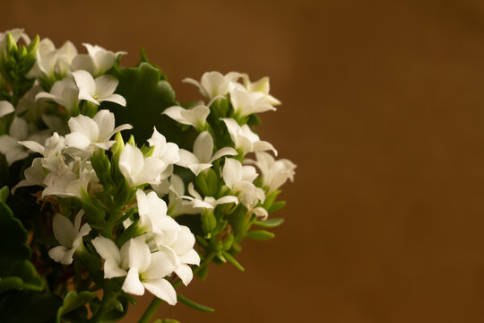 Kalanchoe flowers with white petals and green leaves on a light brown blurred background with empty space