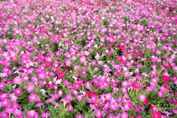 The Background of blooming petunia flower in the garden.