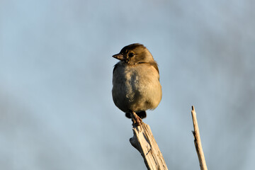 pinzón vulgar hembra juvenil posada en una rama (Fringilla coelebs) Málaga Andalucía España	