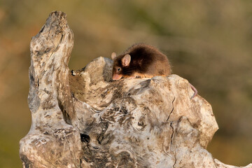 ratón común en un tronco seco  Málaga Andalucía España	