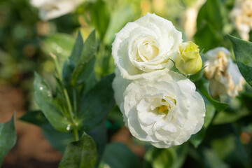 The Blooming White Eustoma, Lisianthus Flowers in the Garden