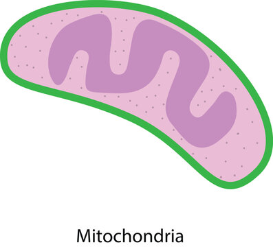 mitochondria