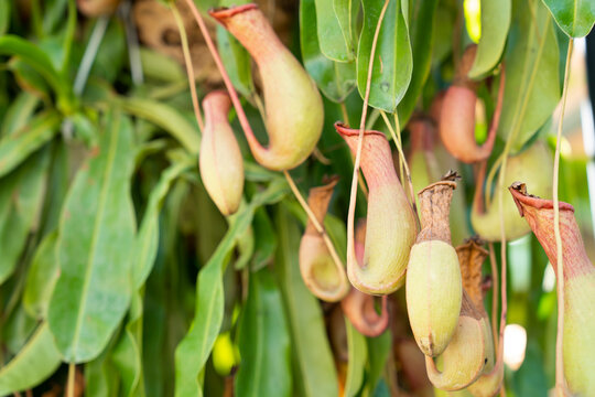 The tropical pitcher plant or Nepenthes in the garden.