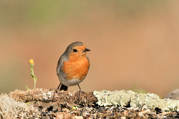 petirrojo europeo posado en el suelo del parque con fondos ocres y verdes (Erithacus rubecula) Málaga Andalucía España  