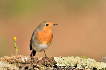 petirrojo europeo posado en el suelo del parque con fondos ocres y verdes (Erithacus rubecula) Málaga Andalucía España  