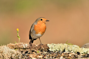 petirrojo europeo posado en el suelo del parque con fondos ocres y verdes (Erithacus rubecula) Málaga Andalucía España 