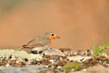 petirrojo europeo posado en el suelo del parque con fondos ocres y verdes (Erithacus rubecula) Málaga Andalucía España  