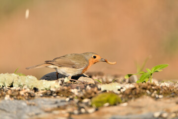 petirrojo europeo comiendo un gusano (Erithacus rubecula) Málaga Andalucía España	