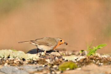 petirrojo europeo comiendo un gusano (Erithacus rubecula) Málaga Andalucía España	
