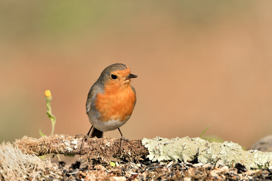 petirrojo europeo posado en el suelo del parque con fondos ocres y verdes (Erithacus rubecula) M&aacute;laga Andaluc&iacute;a Espa&ntilde;a  