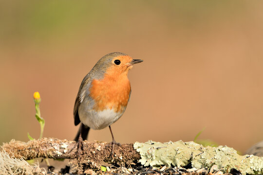 petirrojo europeo posado en el suelo del parque con fondos ocres y verdes (Erithacus rubecula) M&aacute;laga Andaluc&iacute;a Espa&ntilde;a  