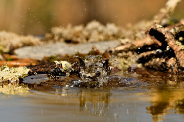 petirrojo europeo bañándose en el estanque (Erithacus rubecula) Málaga Andalucía España	