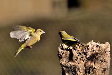 verderón común en vuelo hacia el posadero ​ (Chloris chloris)​