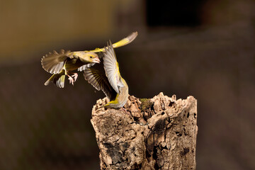 verderón común en vuelo hacia el posadero ​ (Chloris chloris)​