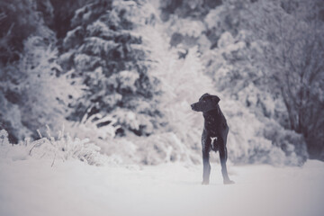 Shooting d'un chien dans la neige en hiver