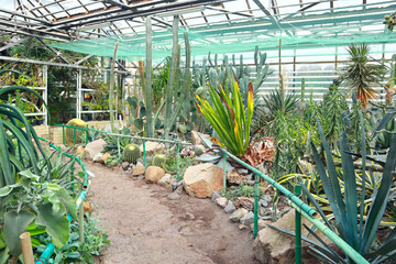 Group of cactus species in greenhouse	
