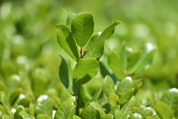 茶葉　葉模様