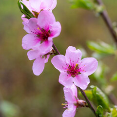 Naklejka na ściany i meble Delicate pretty flowering sprigs of peach or nectarine in spring.