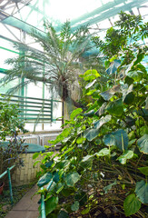 Fototapeta na wymiar View of tropical plants from the tropics in green house