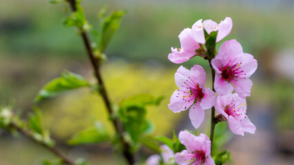 Obraz premium Delicate pretty flowering sprigs of peach or nectarine in spring.