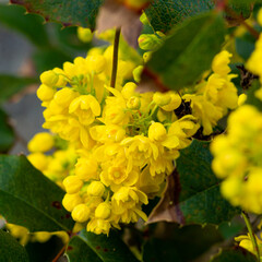 Delicate pretty bright yellow flowers of the blooming mahonia bush in spring.