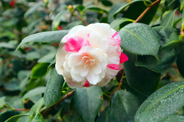 Close up view of white Camellia japonica