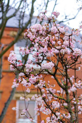 Pink trumpet shaped flower cluster of flowering shrub plant Viburnum Farreri