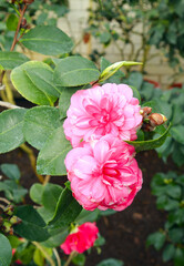 Close up view of pink Camellia japonica	
